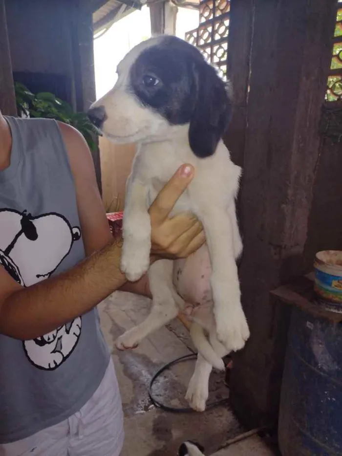 Cachorro ra a SRD idade 2 a 6 meses nome Cachorrinhos (as)