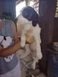 Cachorrinhos (as)