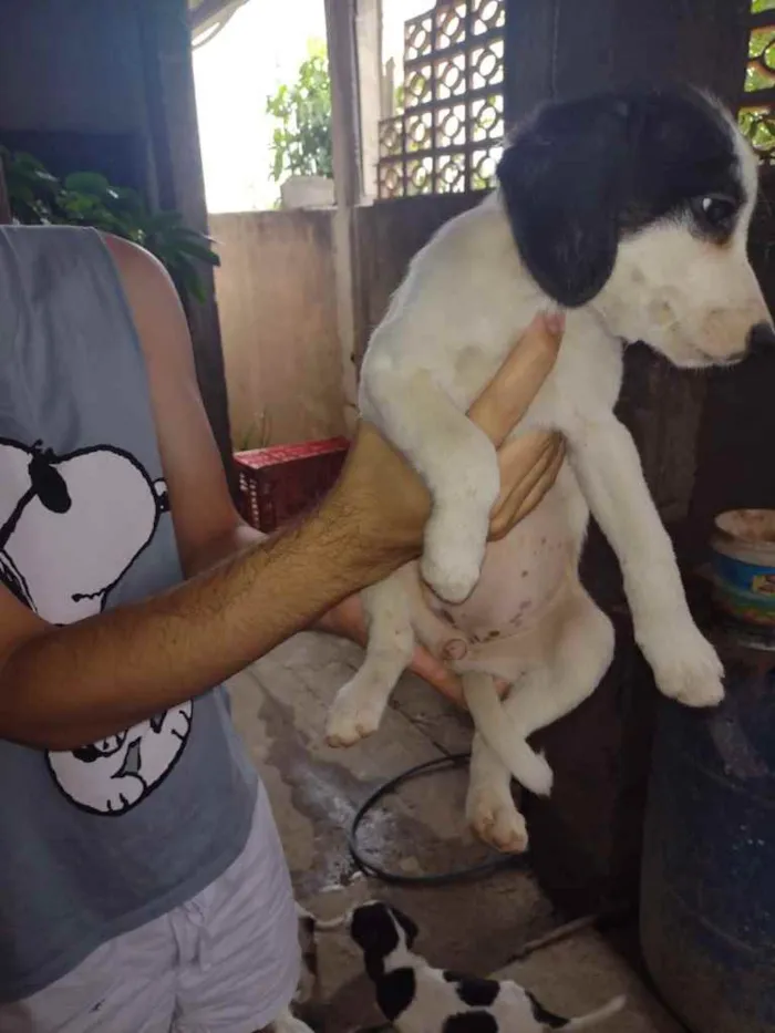 Cachorro ra a SRD idade 2 a 6 meses nome Cachorrinhos (as)