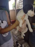 Cachorrinhos (as)