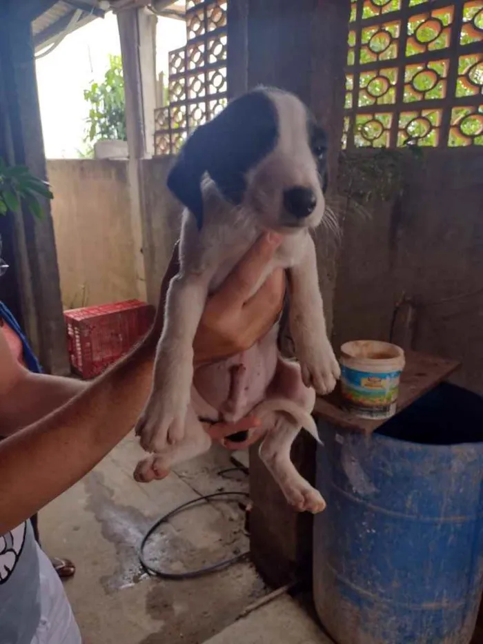 Cachorro ra a SRD idade 2 a 6 meses nome Cachorrinhos (as)