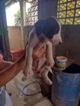 Cachorrinhos (as)