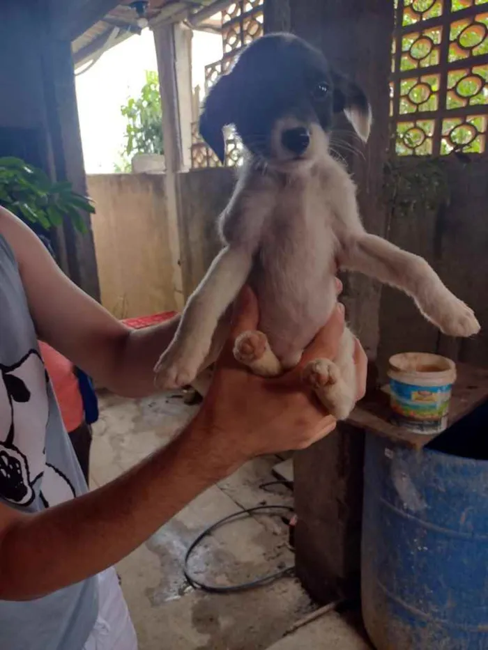 Cachorro ra a SRD idade 2 a 6 meses nome Cachorrinhos (as)