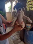 Cachorrinhos (as)
