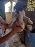 Cachorrinhos (as)