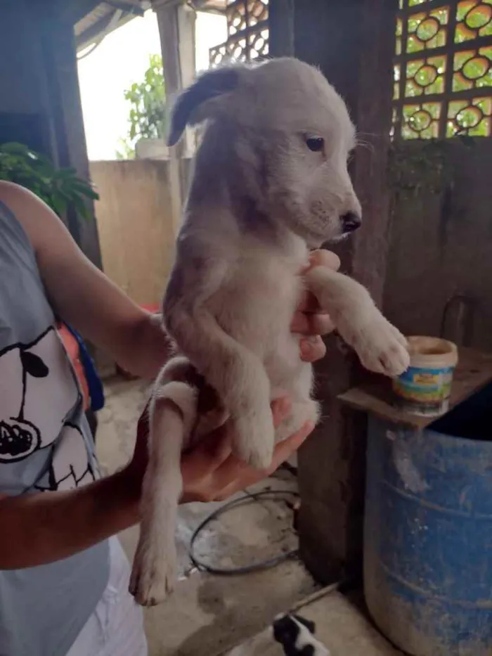 Cachorro ra a SRD idade 2 a 6 meses nome Cachorrinhos (as)