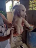 Cachorrinhos (as)