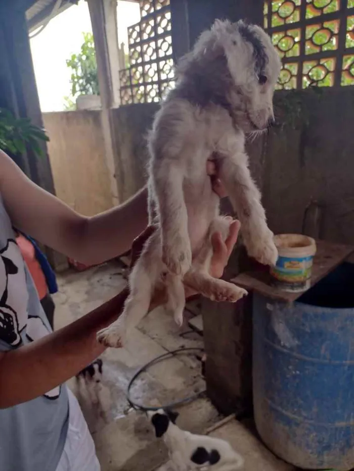 Cachorro ra a SRD idade 2 a 6 meses nome Cachorrinhos (as)
