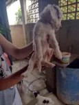Cachorrinhos (as)