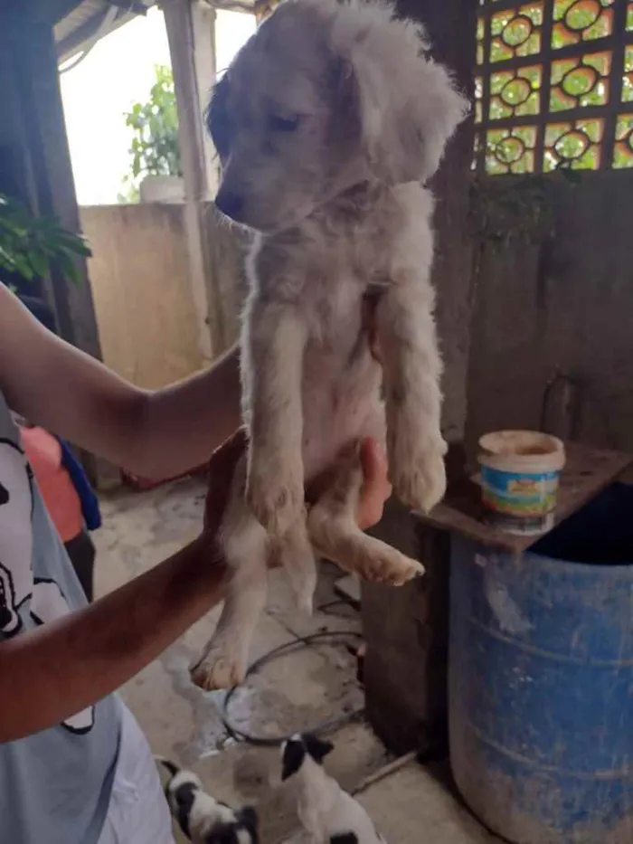 Cachorro ra a SRD idade 2 a 6 meses nome Cachorrinhos (as)