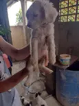 Cachorrinhos (as)