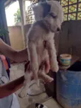 Cachorrinhos (as)