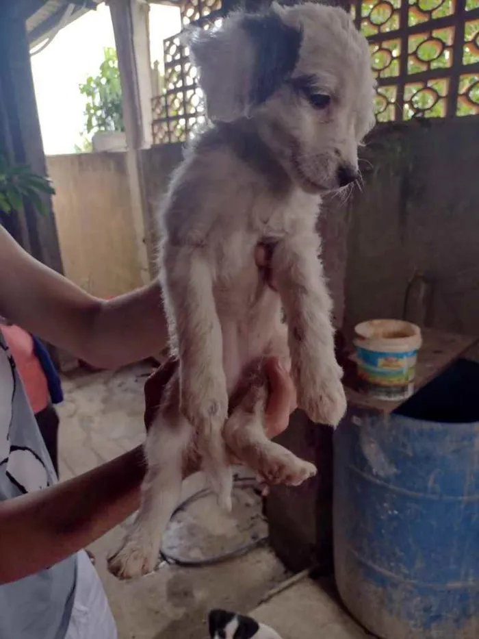 Cachorro ra a SRD idade 2 a 6 meses nome Cachorrinhos (as)