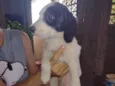 Cachorrinhos (as)