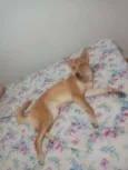 Maya
