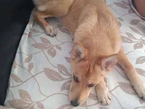 Cachorro raça Chow-chow com akita idade 7 a 11 meses nome Maya