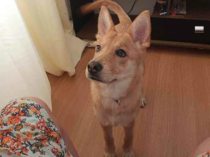 Cachorro raça Chow-chow com akita idade 7 a 11 meses nome Maya