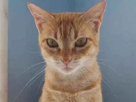 Gato ra a Srd idade 7 a 11 meses nome Angel