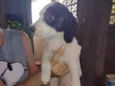 Cachorrinhos (as)