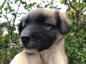 Cachorro raça SRD  idade Abaixo de 2 meses nome Sem nome