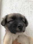 Cachorro raça SRD  idade Abaixo de 2 meses nome Sem nome
