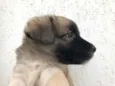 Cachorro raça SRD  idade Abaixo de 2 meses nome Sem nome