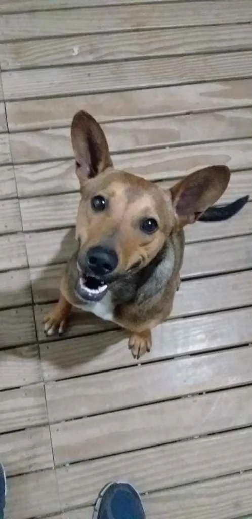 Cachorro ra a Srd idade 2 anos nome Não tem nome