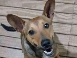 Cachorro raça Srd idade 2 anos nome Não tem nome