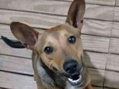 Cachorro ra a Srd idade 2 anos nome Não tem nome