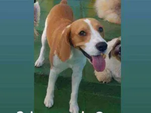Cachorro raça Beagle idade 7 a 11 meses nome Zeus