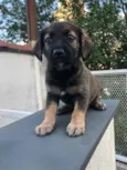 Cachorro raça SRD idade Abaixo de 2 meses nome Sem Nome
