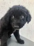 Cachorro raça SRD  idade Abaixo de 2 meses nome Sem nome
