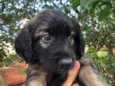 Cachorro raça SRD idade Abaixo de 2 meses nome Sem Nome