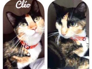 Gato raça SRD  idade 1 ano nome Cléo 