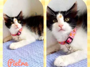 Gato raça SRD  idade 2 a 6 meses nome Pietra