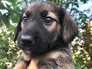 Cachorro raça SRD idade Abaixo de 2 meses nome Sem Nome