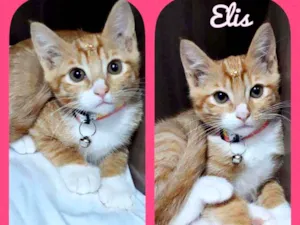 Gato raça SRD  idade 2 a 6 meses nome Elis 