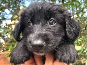 Cachorro raça SRD  idade Abaixo de 2 meses nome Sem nome