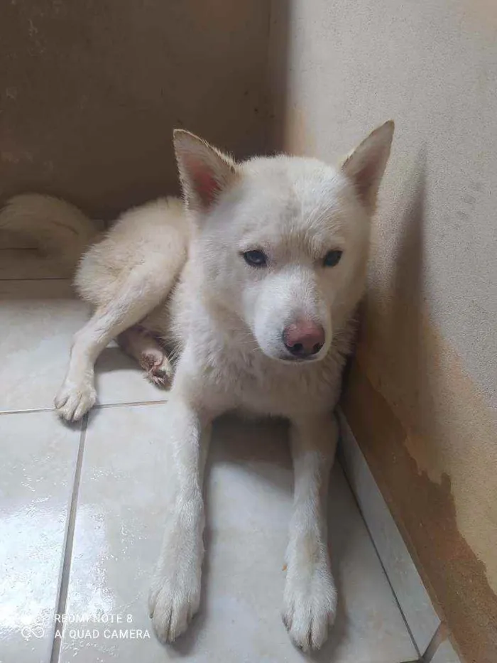 Cachorro raça Husky siberiano idade 1 ano nome Ghost