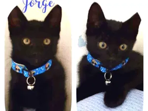 Gato raça SRD  idade 2 a 6 meses nome Jorge 