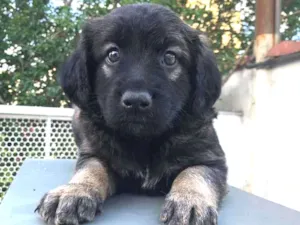 Cachorro raça SRD idade Abaixo de 2 meses nome Sem Nome