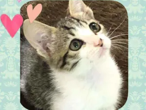 Gato raça SRD  idade 2 a 6 meses nome Ted