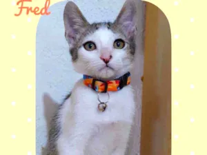 Gato raça SRD  idade 2 a 6 meses nome Fred
