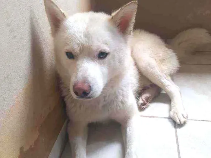 Cachorro raça Husky siberiano idade 1 ano nome Ghost