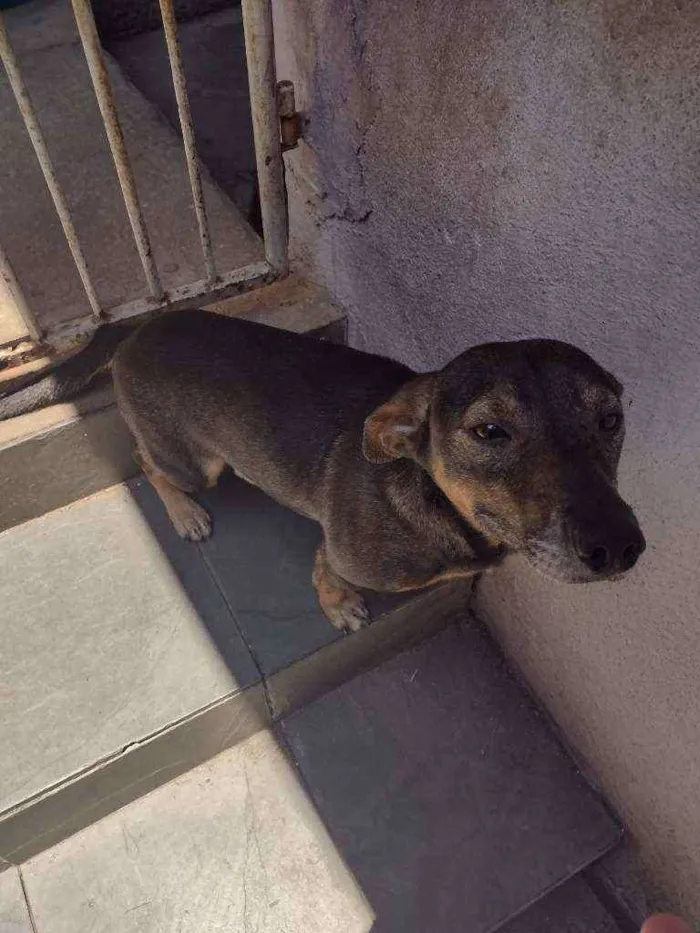 Cachorro ra a Pincher c/ salsicha idade 3 anos nome Chico