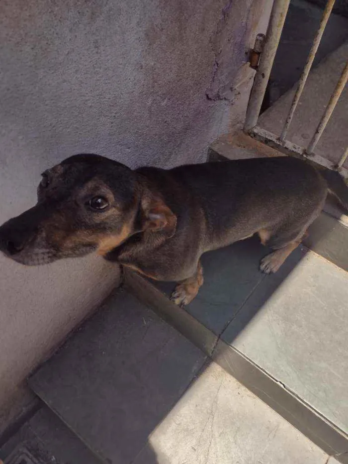 Cachorro ra a Pincher c/ salsicha idade 3 anos nome Chico