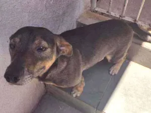 Cachorro raça Pincher c/ salsicha idade 3 anos nome Chico