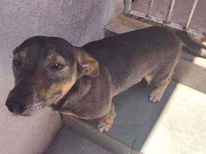 Cachorro ra a Pincher c/ salsicha idade 3 anos nome Chico