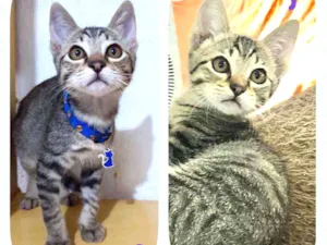 Gato raça SRD  idade 2 a 6 meses nome Ravi
