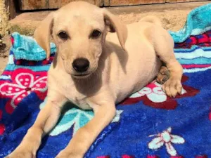 Cachorro raça SRD-ViraLata idade 2 a 6 meses nome SIMBA